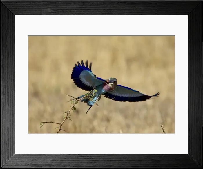Framed Print : Lilac-breasted roller Framed Print : Lilac-breasted roller