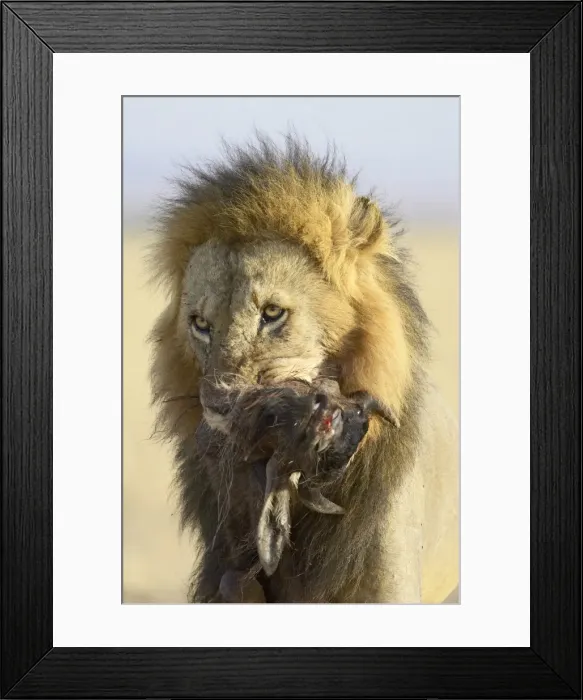 Framed Print : Lion (Panthera leo) carrying a blue wildebeest Framed Print : Lion (Panthera leo) carrying a blue wildebeest
