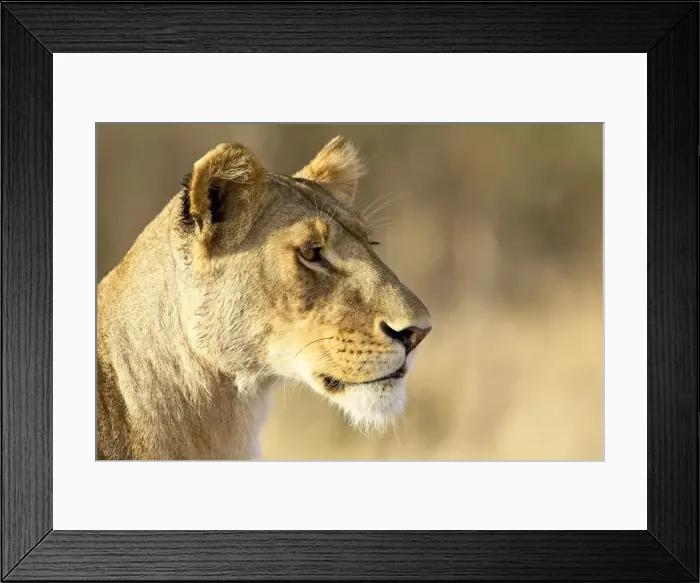 Framed Print : Female lion (Panthera leo) Framed Print : Female lion (Panthera leo)