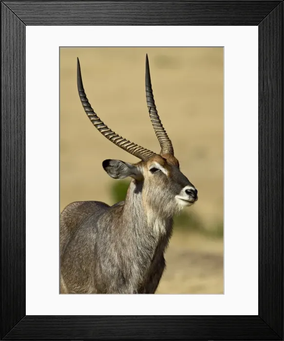 Framed Print : Male defassa waterbuck (Kobus ellipsiprymnus defassa) Framed Print : Male defassa waterbuck (Kobus ellipsiprymnus defassa)