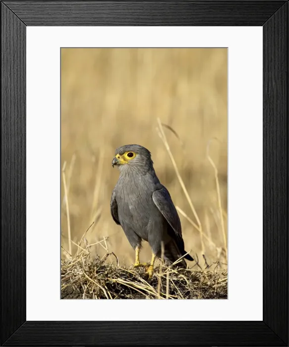 Framed Print : Grey kestrel (Falco ardosiaceus) Framed Print : Grey kestrel (Falco ardosiaceus)