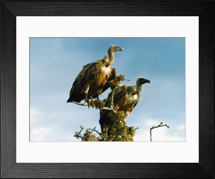 Framed Print : Vultures, Masai Mara National Park Framed Print : Vultures, Masai Mara National Park