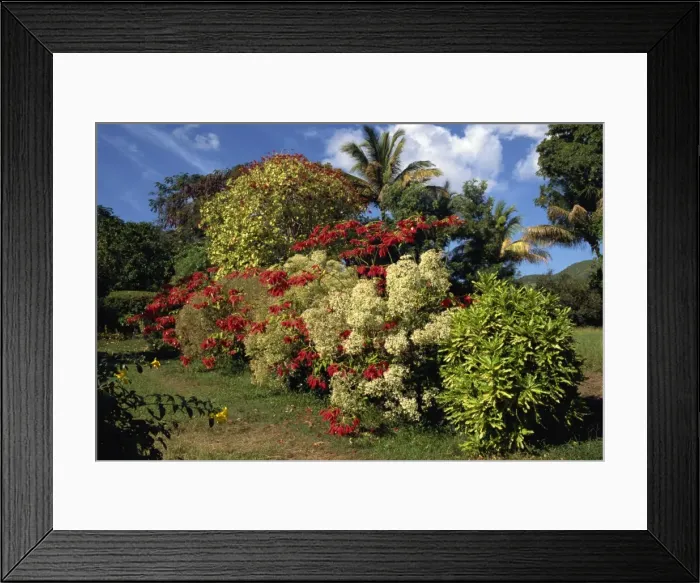 Framed Print : Detail from the gardens of the Caribelle Batik Offices Framed Print : Detail from the gardens of the Caribelle Batik Offices