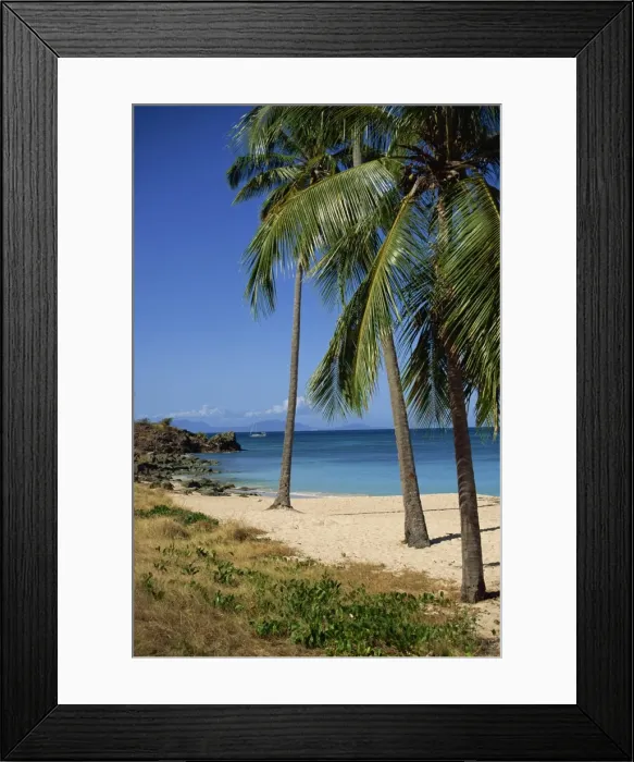 Framed Print : Palm trees Framed Print : Palm trees