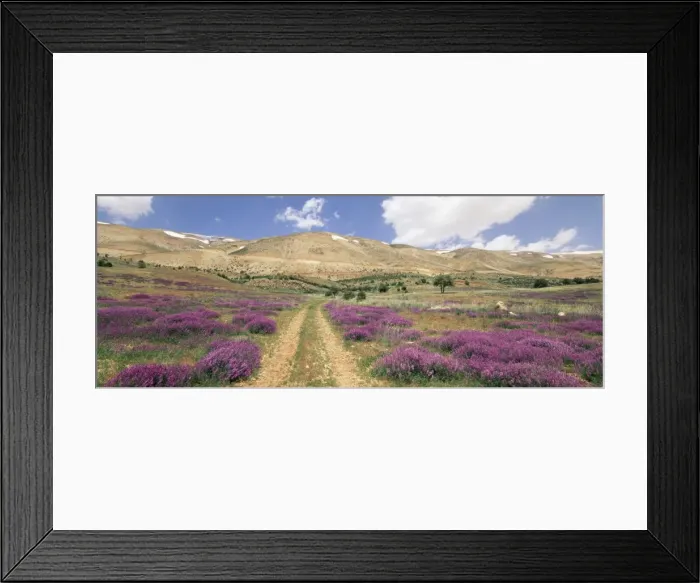 Framed Print : Lavender and spring flowers on road from the Bekaa Framed Print : Lavender and spring flowers on road from the Bekaa