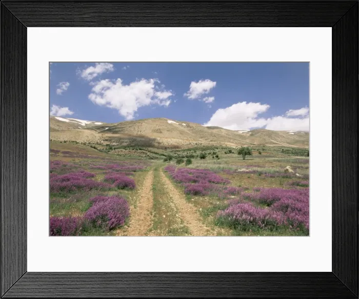 Framed Print : Lavender and spring flowers on the road from the Bekaa Framed Print : Lavender and spring flowers on the road from the Bekaa