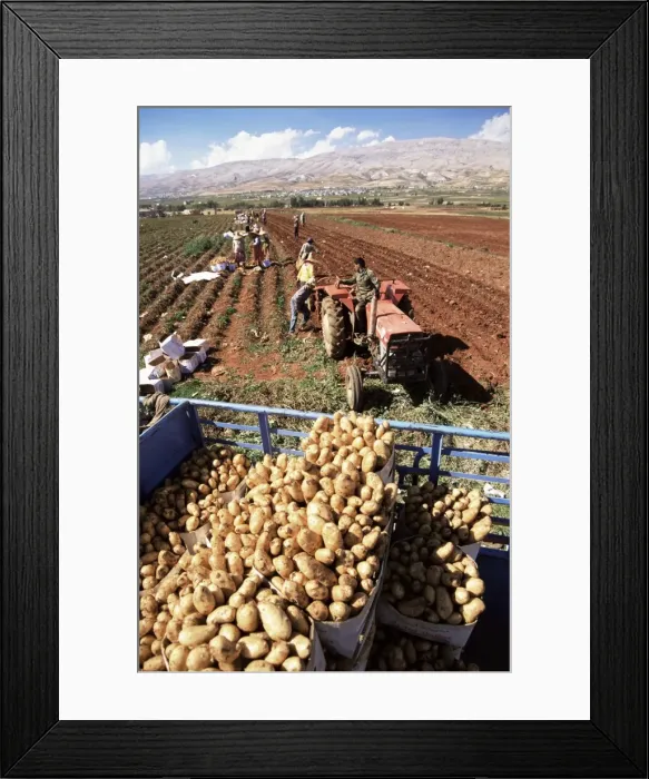 Framed Print : Potato harvest Framed Print : Potato harvest
