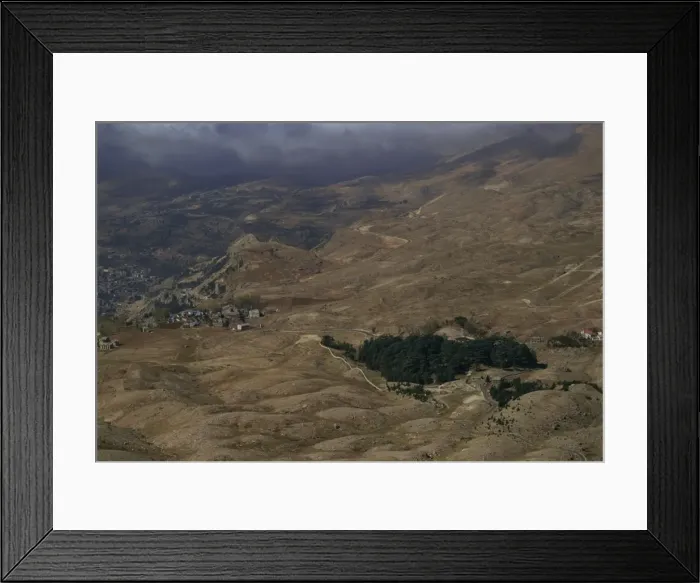 Framed Print : The last remaining Cedar forest Framed Print : The last remaining Cedar forest