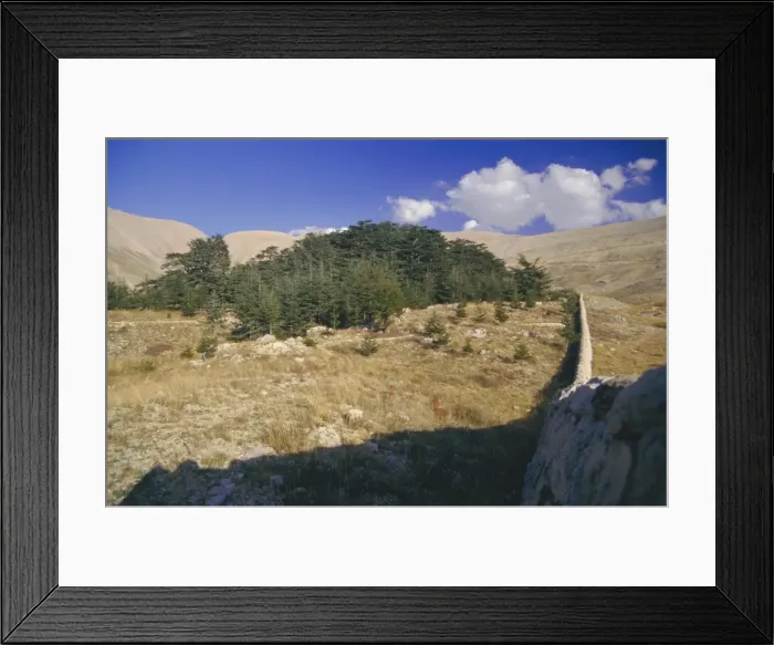Framed Print : Last remaining cedar forest covering only a few hectares Framed Print : Last remaining cedar forest covering only a few hectares