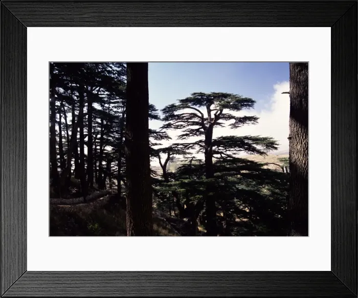 Framed Print : The last remaining forest of biblical cedars in Lebanon Framed Print : The last remaining forest of biblical cedars in Lebanon