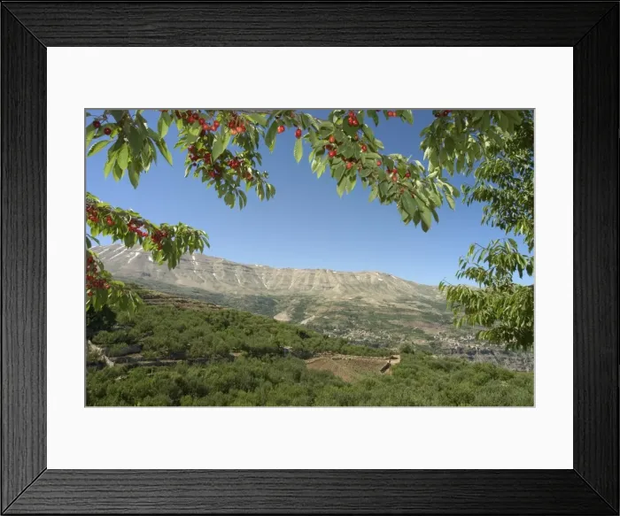 Framed Print : Cherry tree Framed Print : Cherry tree