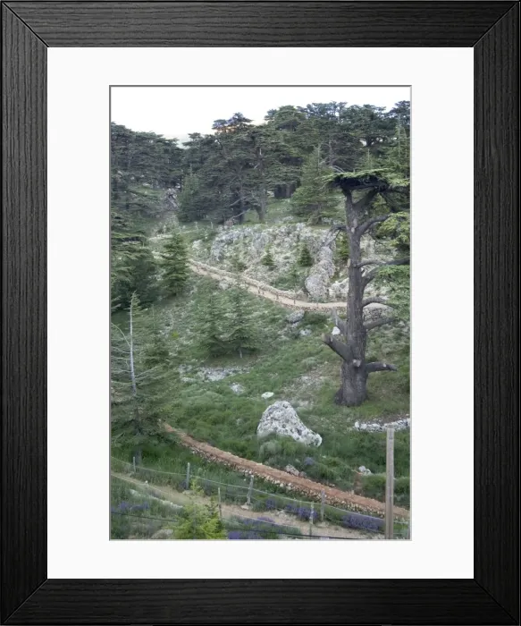 Framed Print : Cedars of Bcharre Framed Print : Cedars of Bcharre