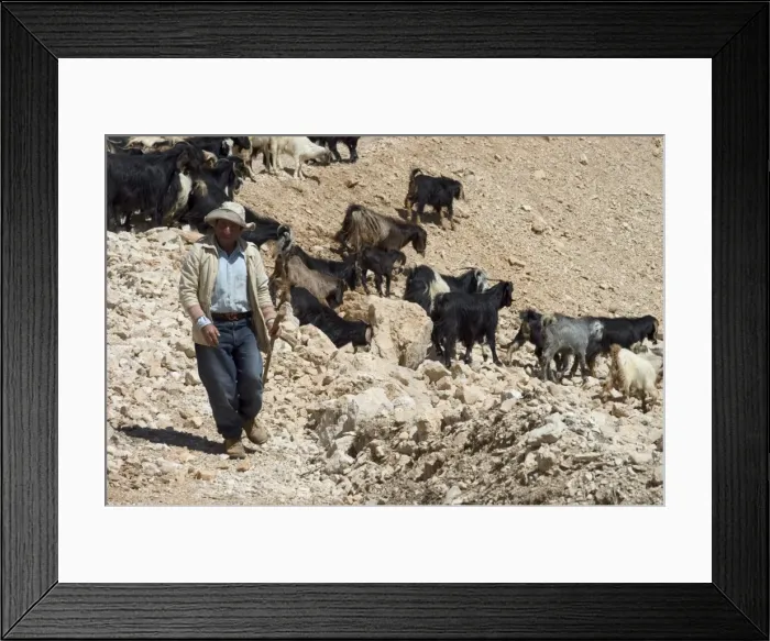 Framed Print : Shepherd with goats Framed Print : Shepherd with goats