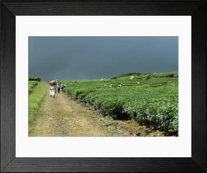 Framed Print : Tea estate Framed Print : Tea estate