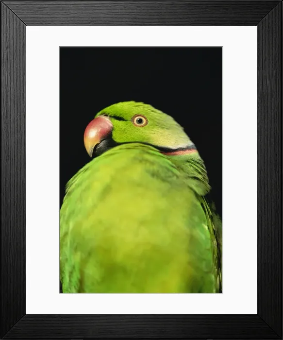 Framed Print : Worlds rarest parrakeet (Psittacula eques echo) Framed Print : Worlds rarest parrakeet (Psittacula eques echo)