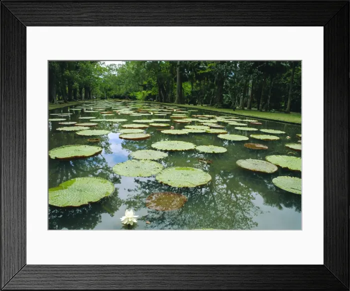 Framed Print : Pamplemousse Botanical Gardens Framed Print : Pamplemousse Botanical Gardens
