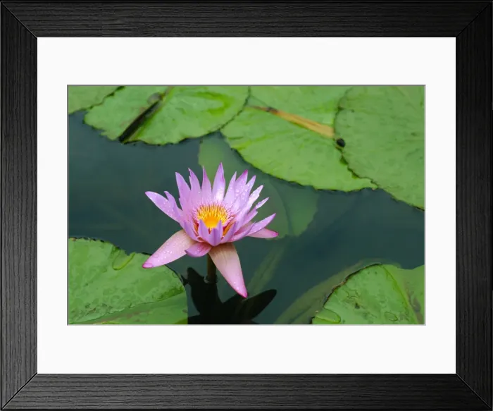 Framed Print : Waterlily, Botanical Gardens Framed Print : Waterlily, Botanical Gardens