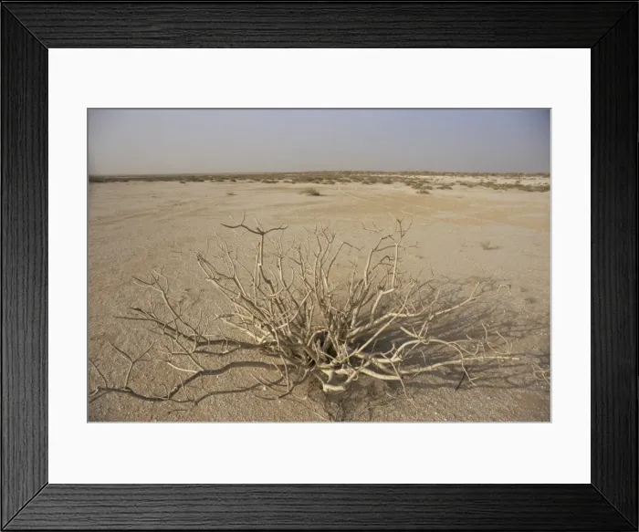 Framed Print : Desert plant between Nouadhibou and Nouakchott Framed Print : Desert plant between Nouadhibou and Nouakchott