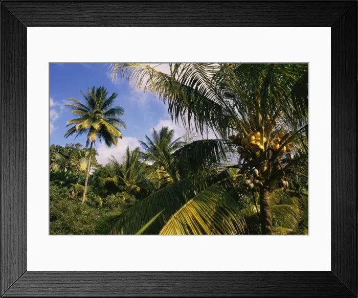 Framed Print : Coconut production