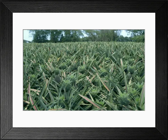 Framed Print : Pineapples Framed Print : Pineapples
