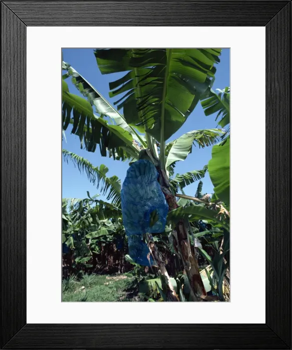 Framed Print : Banana growing Framed Print : Banana growing
