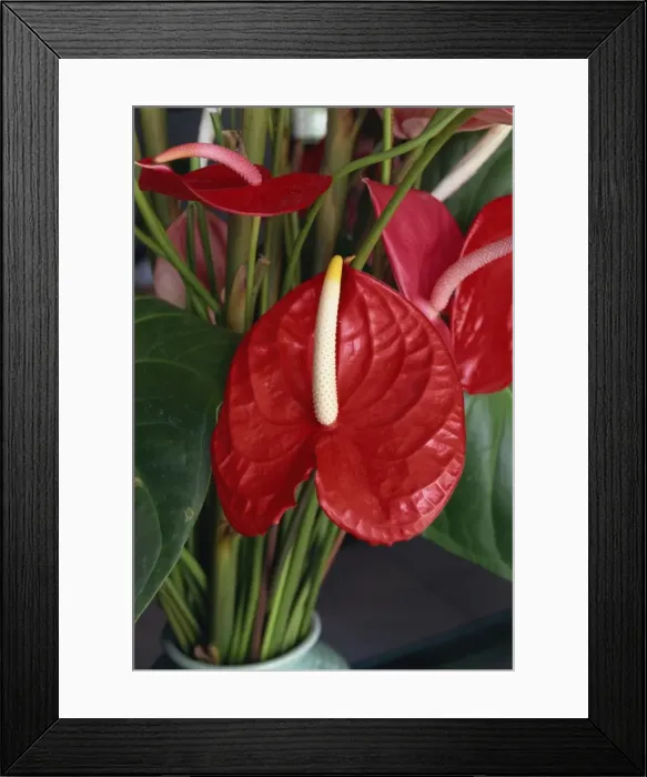 Framed Print : Anthurium, Martinique Framed Print : Anthurium, Martinique
