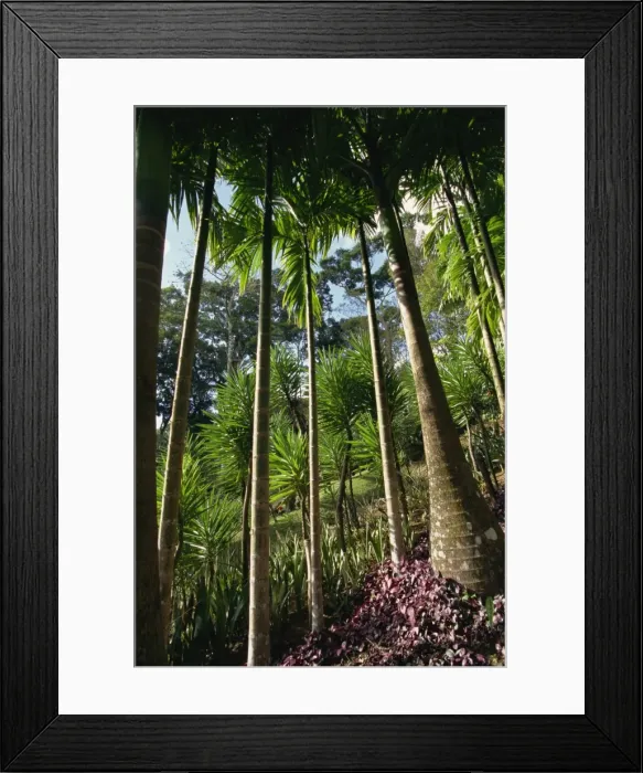 Framed Print : Balata Gardens Framed Print : Balata Gardens