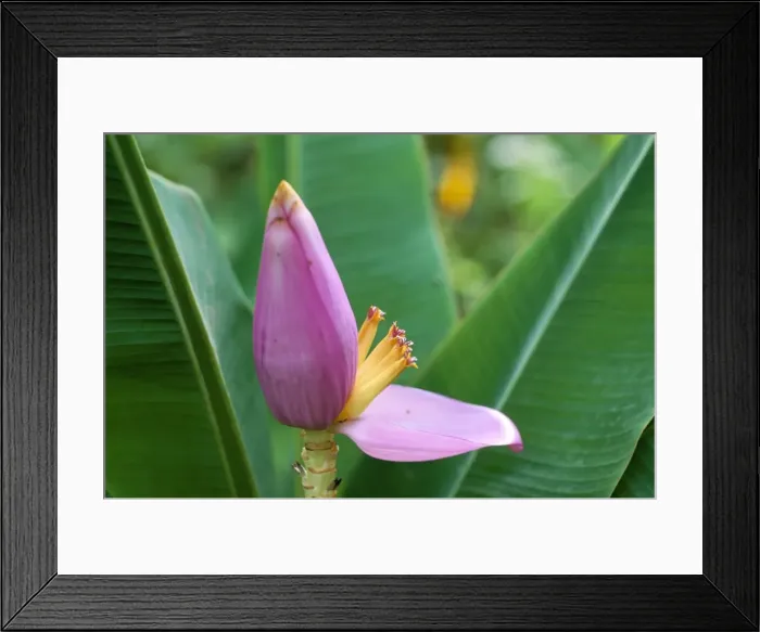Framed Print : Close-up of the flower of a banana plant Framed Print : Close-up of the flower of a banana plant
