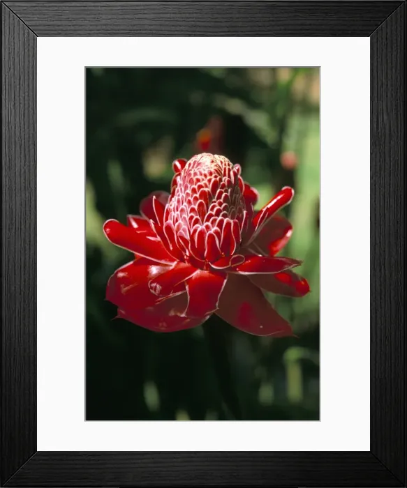 Framed Print : Rose de Porcelaine Framed Print : Rose de Porcelaine