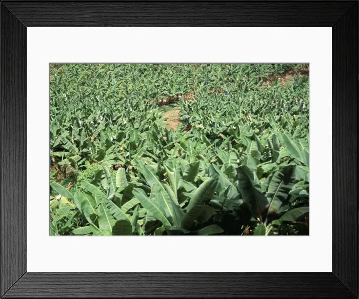 Framed Print : Banana plantation Framed Print : Banana plantation