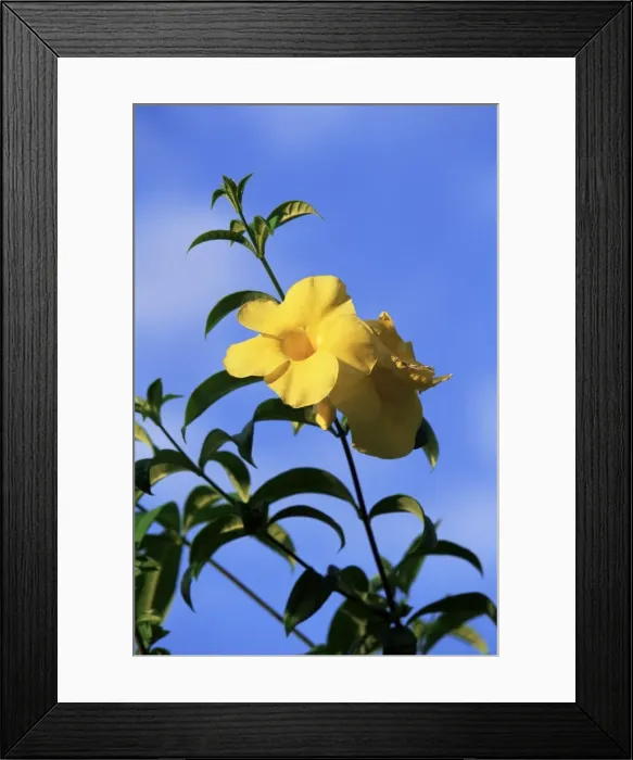 Framed Print : Yellow alamanda flowers Framed Print : Yellow alamanda flowers