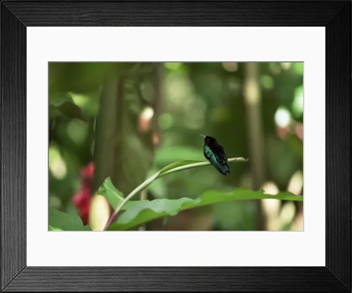 Framed Print : Colibri humming bird Framed Print : Colibri humming bird