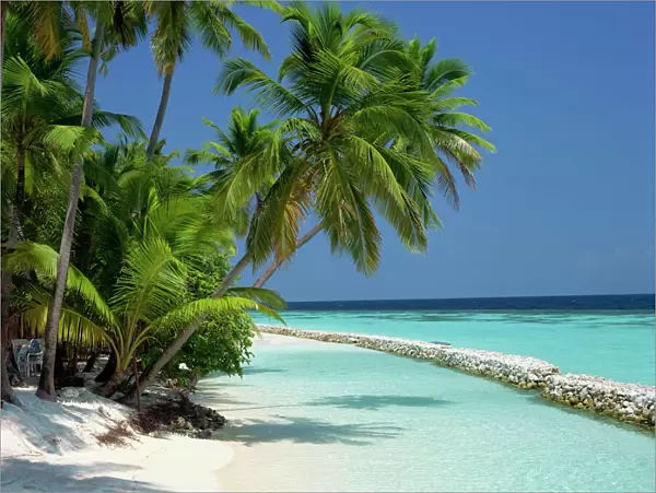 Palm trees on a tropical beach in the Maldive Islands