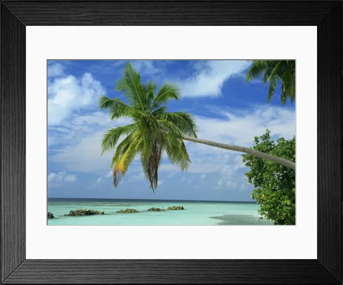 Framed Print : Palm tree on the tropical island of Nakatchafushi in Framed Print : Palm tree on the tropical island of Nakatchafushi in