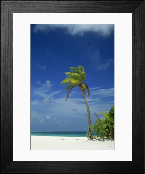 Framed Print : Palm tree on beach on the island of Nakatchafushi in Framed Print : Palm tree on beach on the island of Nakatchafushi in