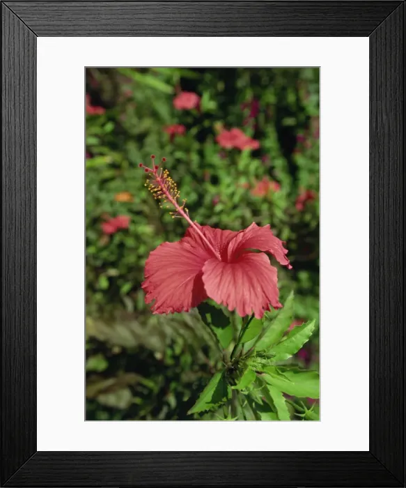 Framed Print : Pink hibiscus Framed Print : Pink hibiscus