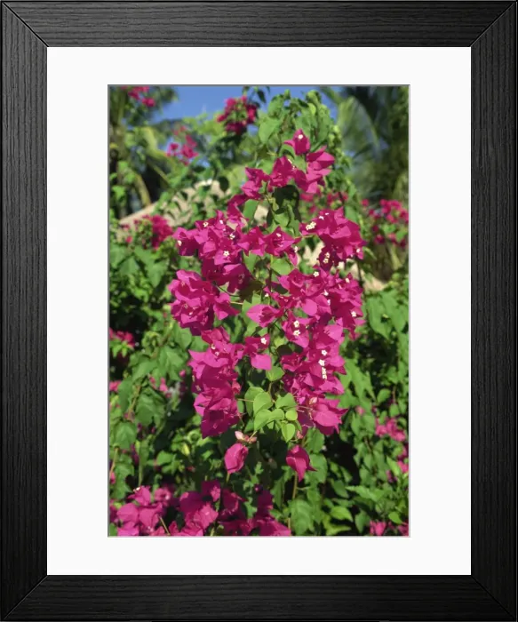 Framed Print : Pink bougainvillea Framed Print : Pink bougainvillea