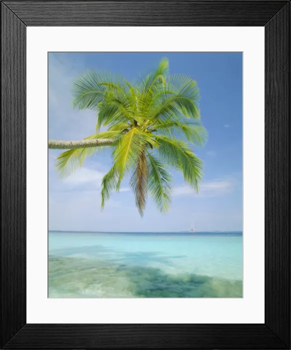 Framed Print : Palm tree overhanging the sea Framed Print : Palm tree overhanging the sea