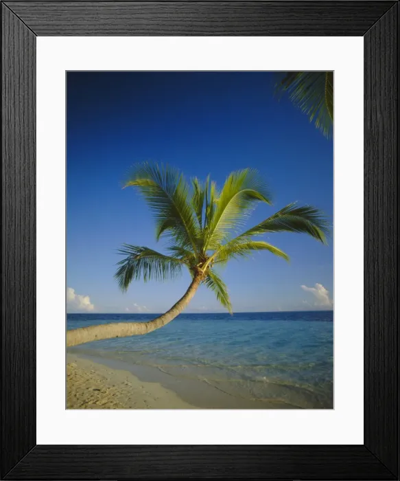 Framed Print : Palm tree overhanging the beach and sea Framed Print : Palm tree overhanging the beach and sea