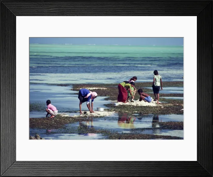 Framed Print : Coconut husks chopped and buried in mud and sand for Framed Print : Coconut husks chopped and buried in mud and sand for