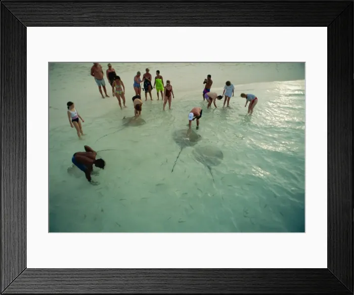 Framed Print : Sting rays Framed Print : Sting rays
