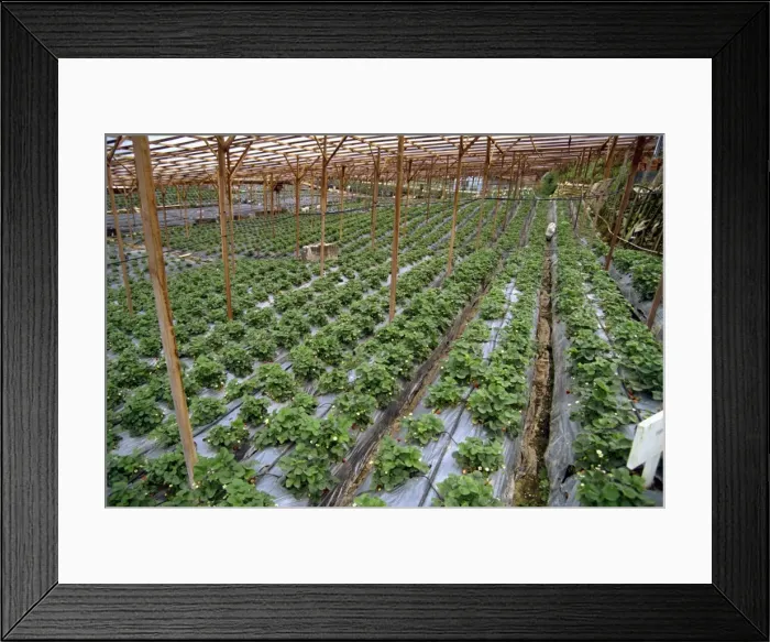 Framed Print : Strawberry growing Framed Print : Strawberry growing
