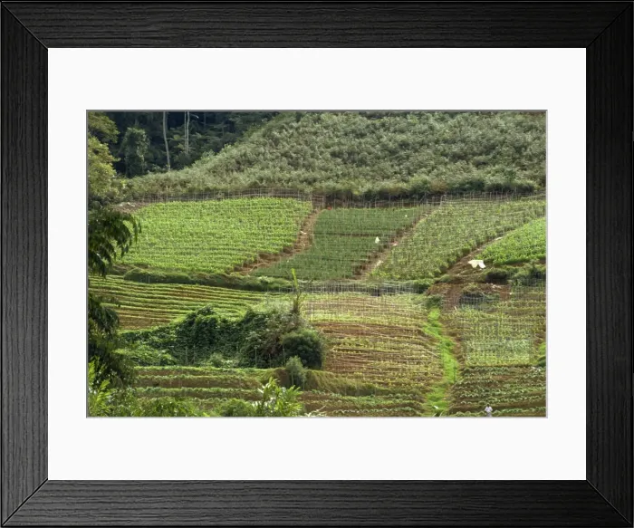Framed Print : Vegetable growing Framed Print : Vegetable growing