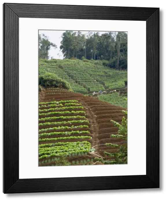 Framed Print : Vegetable growing Framed Print : Vegetable growing