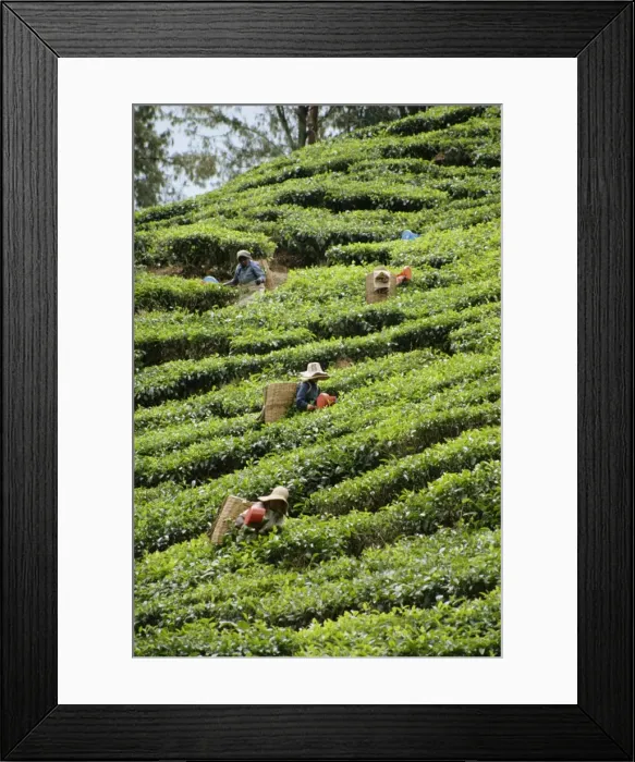Framed Print : Tea picking Framed Print : Tea picking