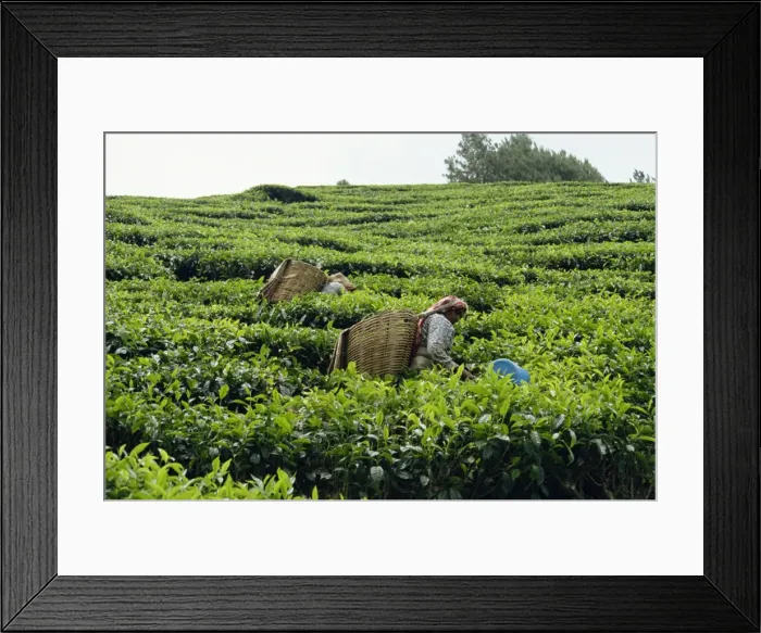 Framed Print : Tea picking Framed Print : Tea picking