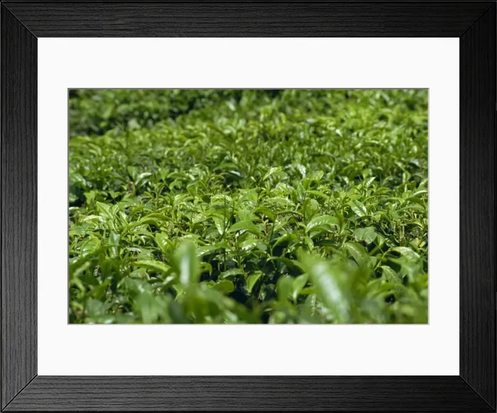 Framed Print : Tea bushes Framed Print : Tea bushes