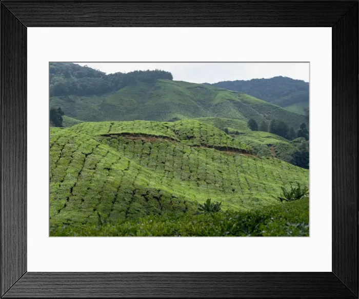 Framed Print : Tea country Framed Print : Tea country