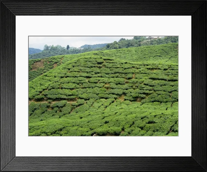Framed Print : Tea country Framed Print : Tea country