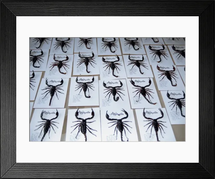 Framed Print : Insect factory Framed Print : Insect factory